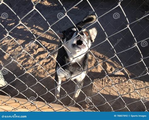Mean Barking Dog stock photo. Image of canine, bark, growl - 78807892