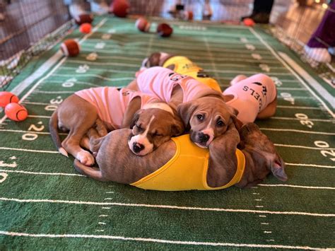 🏈🐶 Puppy Bowl 2025 🏈🐶, Northbrook Marketplace, Pocopson, 7 February ...