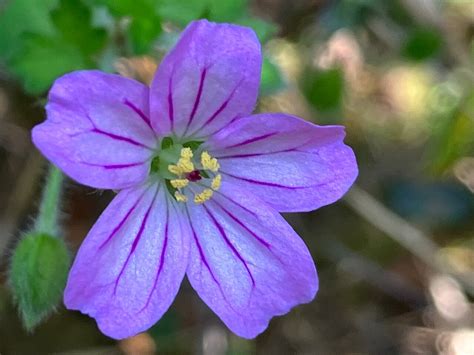 THE BEST Places to Visit in Curinanco (2025) - Must-See Attractions