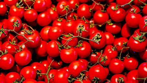 How tomato plants have self-modified to ration water during droughts ...