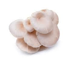 Oyster White Mushroom 100 g – Live Organic