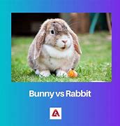 Image result for Mean Bunny Rabbit