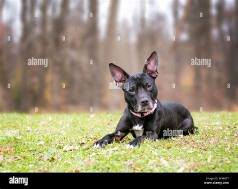 All Black Bull Terrier