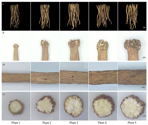 Plants | Special Issue : Propagation and Cultivation of Medicinal Plants