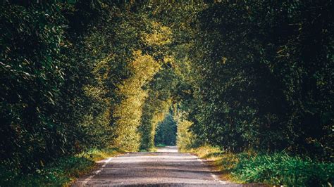 Wallpaper alley, path, trees, branches hd, picture, image