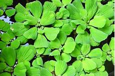 plante d eau laitue d eau une plante aquatique qui 233 l eau plante d eau laitue d eau une plante aquatique qui 233 l eau
