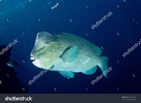 Humphead Parrotfish Teeth