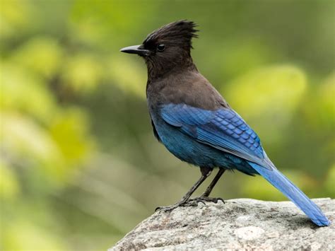 Species Endemic To Oregon