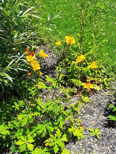 Trollius chinensis 'Golden Queen' - cronnell, globeflower 'Golden Queen ...