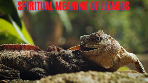 What Is The Spiritual Meaning Of Lizards And Their Symbolism Around The ...