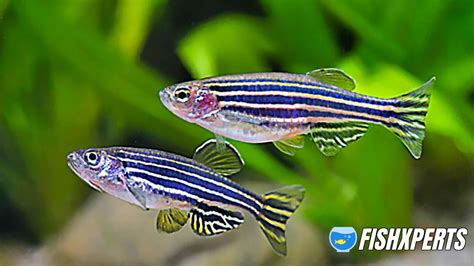 Zebra Danio Care - Fishxperts