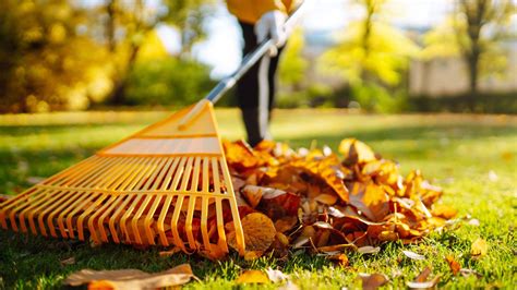 Autumn Lawn Care Tips for a Healthy Garden - Vent Magazines