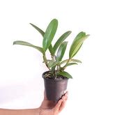 Blooming Orchids & Flowering Plants | Buy Orchid Plants With Flowers ...