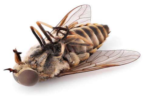 Image result for Bot Fly Control