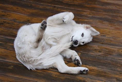 Why Do Puppies Get the Zoomies Before Bed? - dogpackr