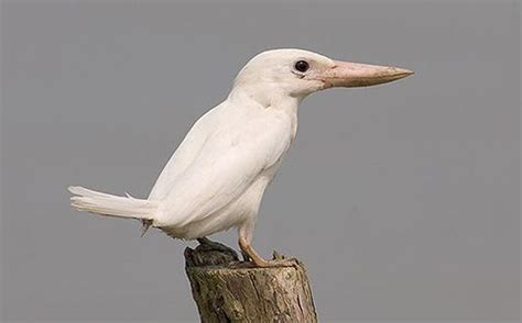 For The First Time Ever, Rare White Kingfisher Spotted In Sunderbans