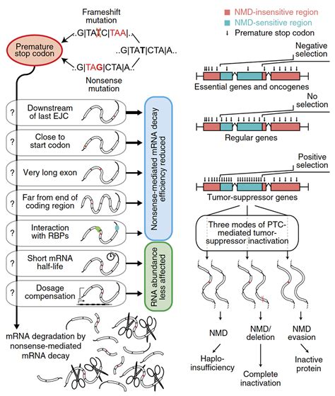 Image result for Stop Codons Nonsense Mutations