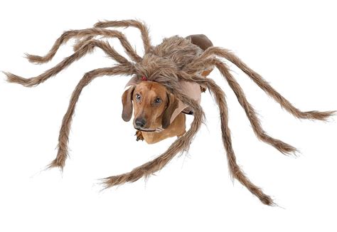 Dog Spider Costume | Spider Cosplay Apparel - Adjustable Cosplay ...