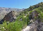 Image result for Eagles of Sabino Canyon Tucson