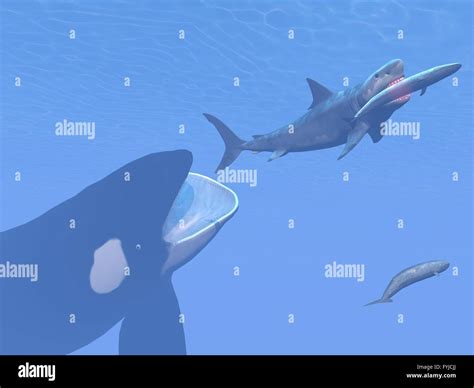 Megalodon Vs Blue Whale