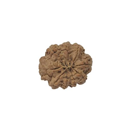 Buy Online 9 Mukhi Nepali Rudraksha Collector Bead with Lab Certificate ...