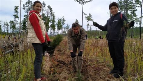 На Ольхоне посадили 6 тысяч деревьев ⋆ НИА "Экология" ⋆