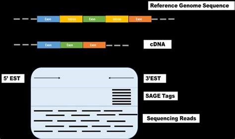 Image result for Transcriptome Analysis