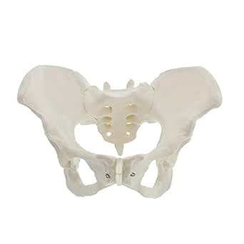 Ajanta Exports Life Size Female Pelvis Model is a three-dimensional ...