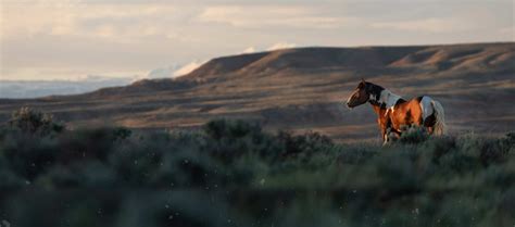 Adopt a Wild Mustang: Government Offers $1,000 Incentive | American ...