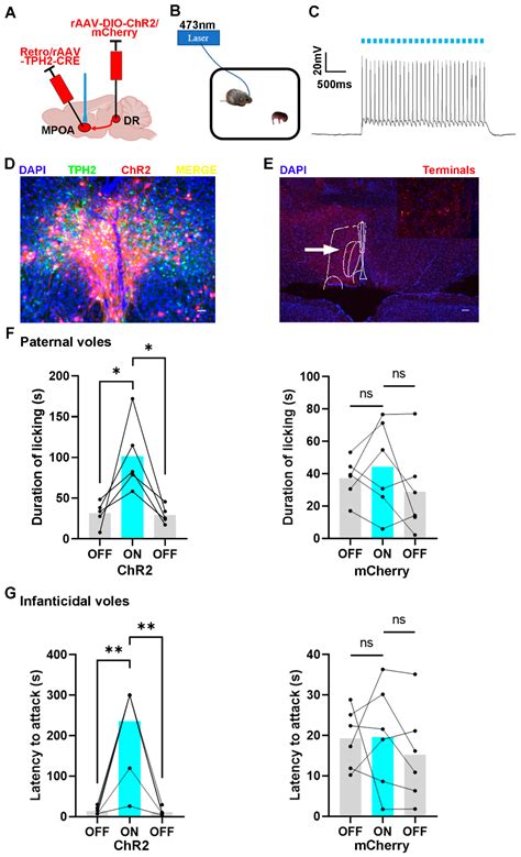 Involvement of Serotonergic Projections from the Dorsal Raphe to the ...