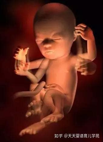 怀孕18周胎儿图片,怀孕18周胎儿图片真实 - 伤感说说吧