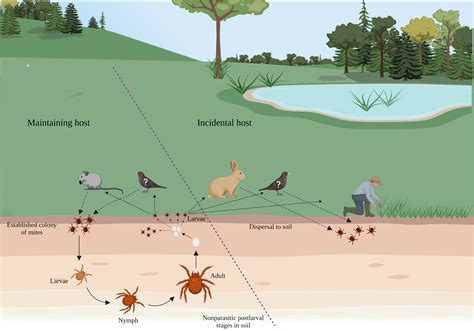 STAR | Smart Scrub Typhus Monitoring Platform