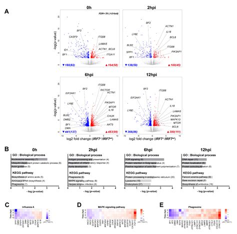 Knockout of IRF7 Highlights its Modulator Function of Host Response ...