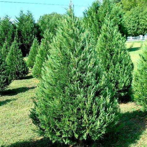 Buy Conifer Seeds online from Nurserylive at lowest price.