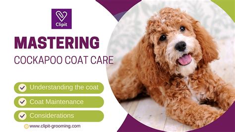 Image result for Cockapoo Care