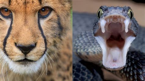 Image result for Python vs Leopard