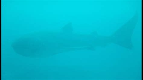 Image result for Alien Hammond Shark