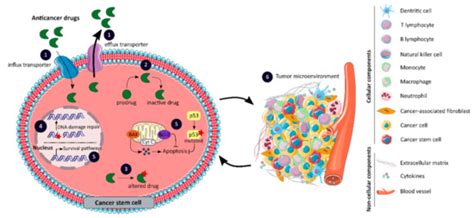 Cancers | Special Issue : In Vitro and In Vivo Models of Colorectal ...
