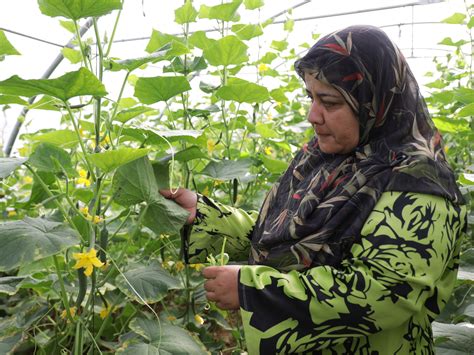 Revolutionising Lebanon’s agriculture sector as food runs out | Agriculture News | Al Jazeera