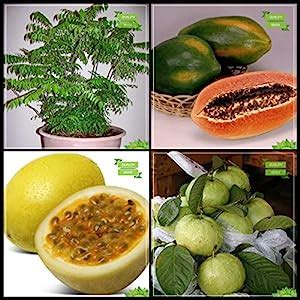 Creative Farmer Terrace Garden Seeds Combo Fruit : Curry Plant Seeds ...