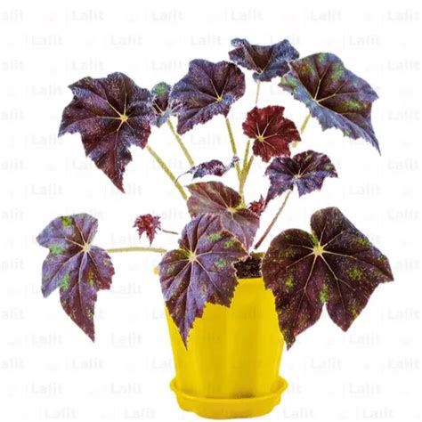 Rex Begonia 'Black Mamba' | Begoniaceae Black | - Plants – Lalit Enterprise