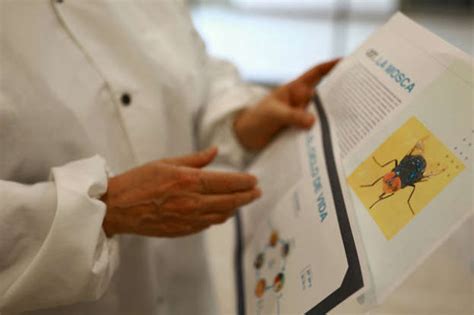 What is New World Screwworm and can it spread to humans?