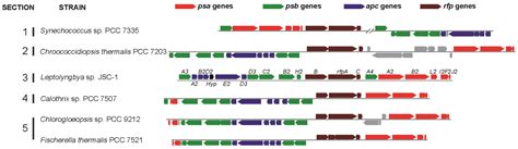 Occurrence of Far-Red Light Photoacclimation (FaRLiP) in Diverse ...