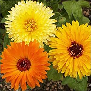 Creative Farmer Flower Seeds : Scottish Marigold Yellow Path Hedge ...