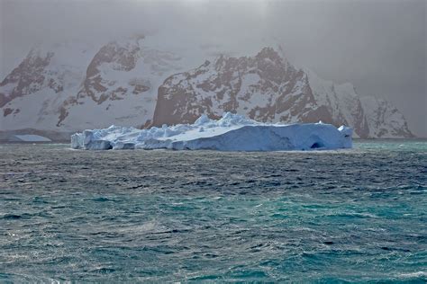 Antarctica Birding Tours - Falkland Is - South Georgia - Birdquest