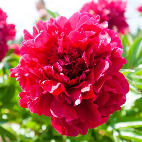 How To Plant Peony Rose at Monica Drolet blog