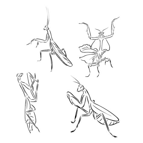 Ilustracja Modliszki Zdjęcia - darmowe pobieranie na Freepik