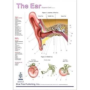 Ear Anatomical Chart Laminated Card for Audiologist and Hearing ...
