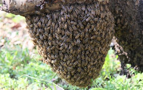 夏季蜂群管理要点有哪些？ - 蜜蜂问答 - 酷蜜蜂