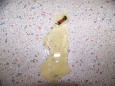 Image result for Sick Chicken Poop